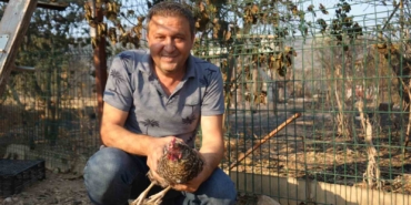 Yangından kaçıp kurtulan tavuk kümesine geri döndü