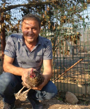 Yangından kaçıp kurtulan tavuk kümesine geri döndü