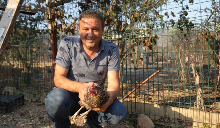 Yangından kaçıp kurtulan tavuk kümesine geri döndü