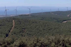 Şarköy’de orman yangınında küle dönen alanın öncesi ve sonrası yürek burktu