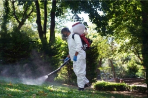 Şişli’de kene ve sineklere karşı etkin mücadele