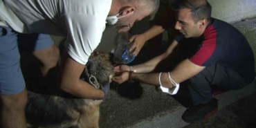 Bursa’daki yangından etkilenen hayvanlar böyle kurtarıldı
