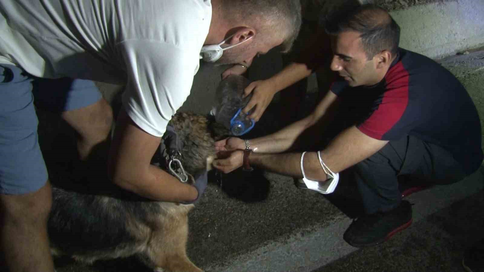 Bursa’daki yangından etkilenen hayvanlar böyle kurtarıldı