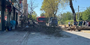 Asırlık çınar ağacı 4 katlı binanın üzerine devrildi, camlar kırıldı