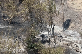 Bakan Yardımcısı Polat, Geyve yangınındaki son durumu açıkladı