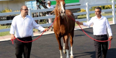 Milyonluk taylar, peynir ekmek gibi satıldı