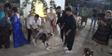 Çanakkale’de gelin ve damada buzağı hediye edildi