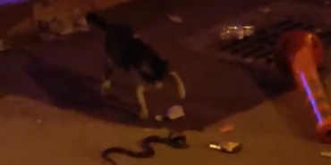 Yılan ile kedinin kavgası kamerada