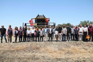 Silivri’de konala ve buğday hasadı başladı