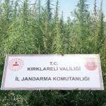 Kırklareli’nde 102 bin kök kenevir ele geçirildi