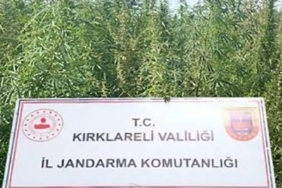 Kırklareli’nde 102 bin kök kenevir ele geçirildi
