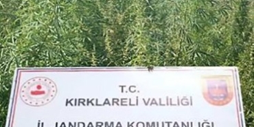 Kırklareli’nde 102 bin kök kenevir ele geçirildi