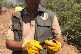 Orman yangınından etkilenen hayvanlara ilk müdahale çok önemli