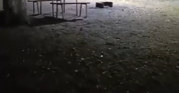 Aç kalan domuzlar, piknik alanında görüntülendi