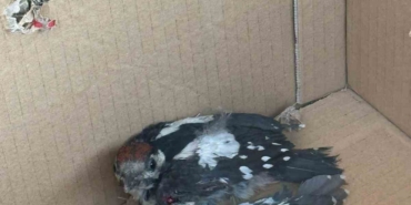 Bursa’da yaralı ağaçkakan tedavi altına alındı