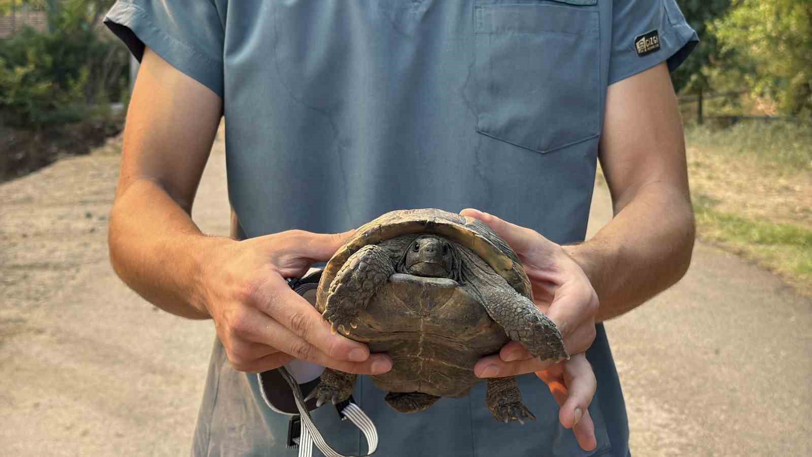 Alevlerden canını zor kurtaran kaplumbağaya yardım eli