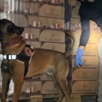 TEM’de durdurulan araçtan 9 kilo kokain ele geçirildi