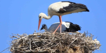 Yaren leyleği kıskandıracak Leylek Köyü