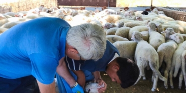 Tekirdağ’da kuzular küpelenip aşılandı