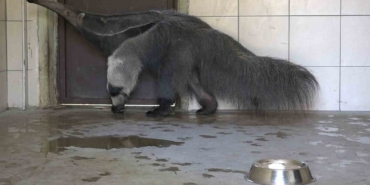 Dev karıncayiyen ailesi büyüyor