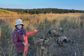 Pendik’te sokak köpekleri ağıla girdi: 5 koyun telef oldu, 1 koyun yaralandı