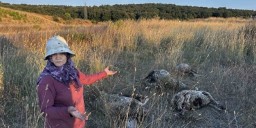 Pendik’te sokak köpekleri ağıla girdi: 5 koyun telef oldu, 1 koyun yaralandı