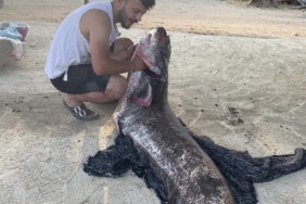 Meriç Nehri’nde 73 kiloluk yayın balığı yakalandı
