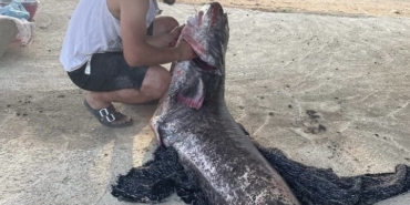 Meriç Nehri’nde 73 kiloluk yayın balığı yakalandı