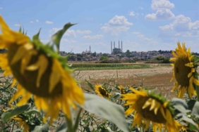 Kuraklık Trakya’yı vurdu: Ayçiçeğinde verim alarmı