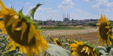 Kuraklık Trakya’yı vurdu: Ayçiçeğinde verim alarmı