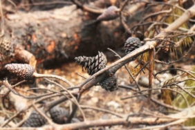 Orman yangınında alevlerin arasında kalan kadın böyle kurtarılmış