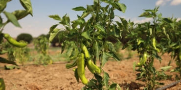 Silivri Belediyesi’nde yazlık sebze hasadı devam ediyor