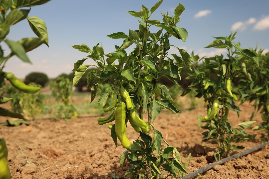 Silivri Belediyesi’nde yazlık sebze hasadı devam ediyor