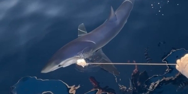 Yunanlılara kafa tutan balıkçının oltasına Gökçeada açıklarında mavi köpek balığı takıldı