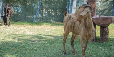 İzmir’de yangından kurtarılan hayvanlar Bursa’da tedaviye alındı