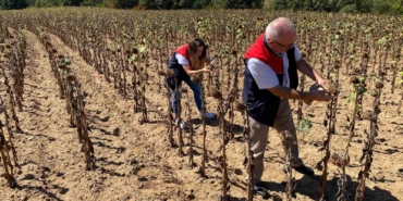 Kırklareli’nde ayçiçeği verim tespit çalışmaları