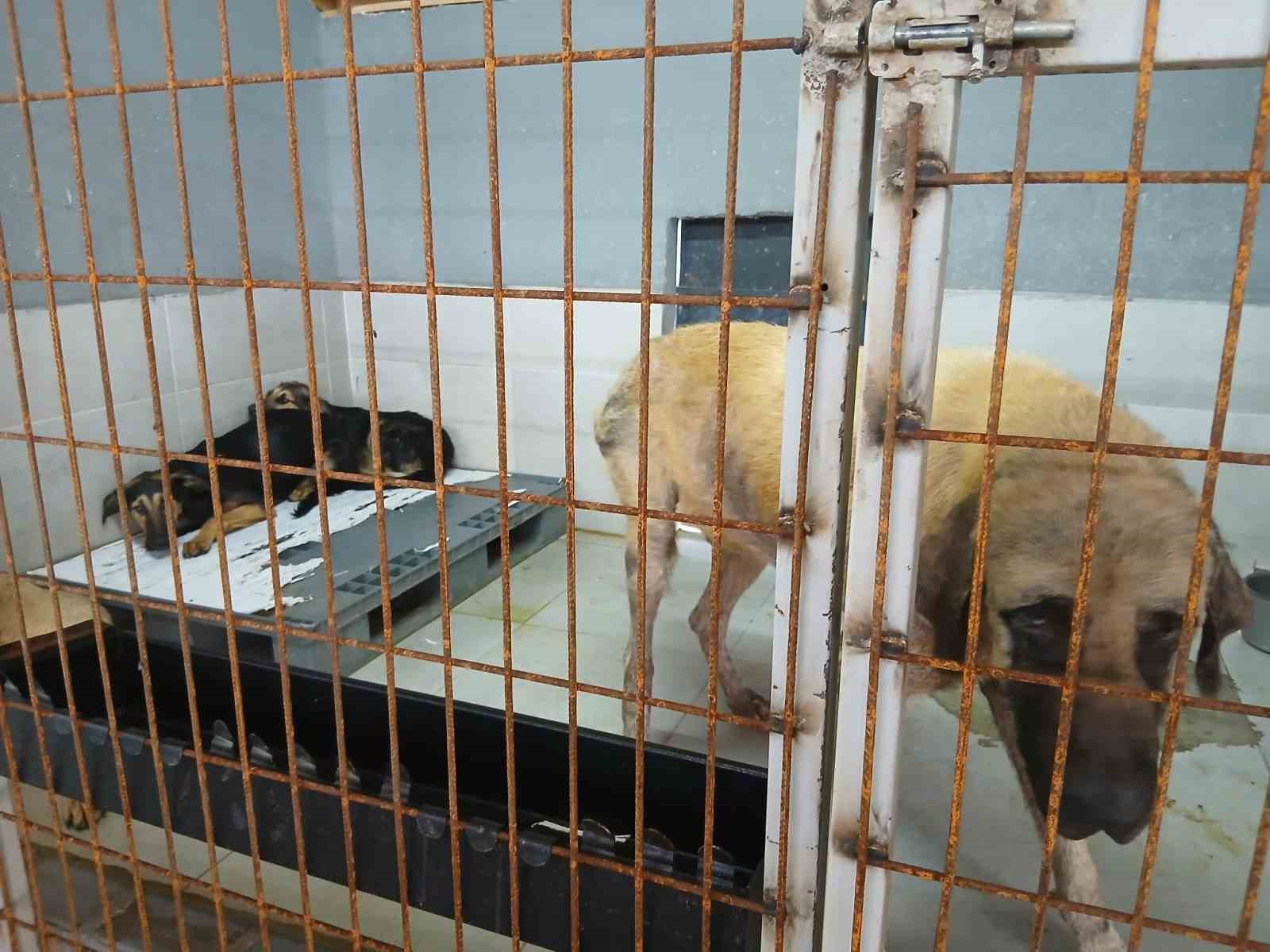 Gölcük Belediyesi’nden sosyal medyadaki hayvan barınağı iddialarına yalanlama