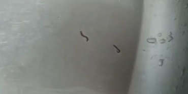 Tekirdağ’da içme suyu şebekesinden kurtlar çıktı