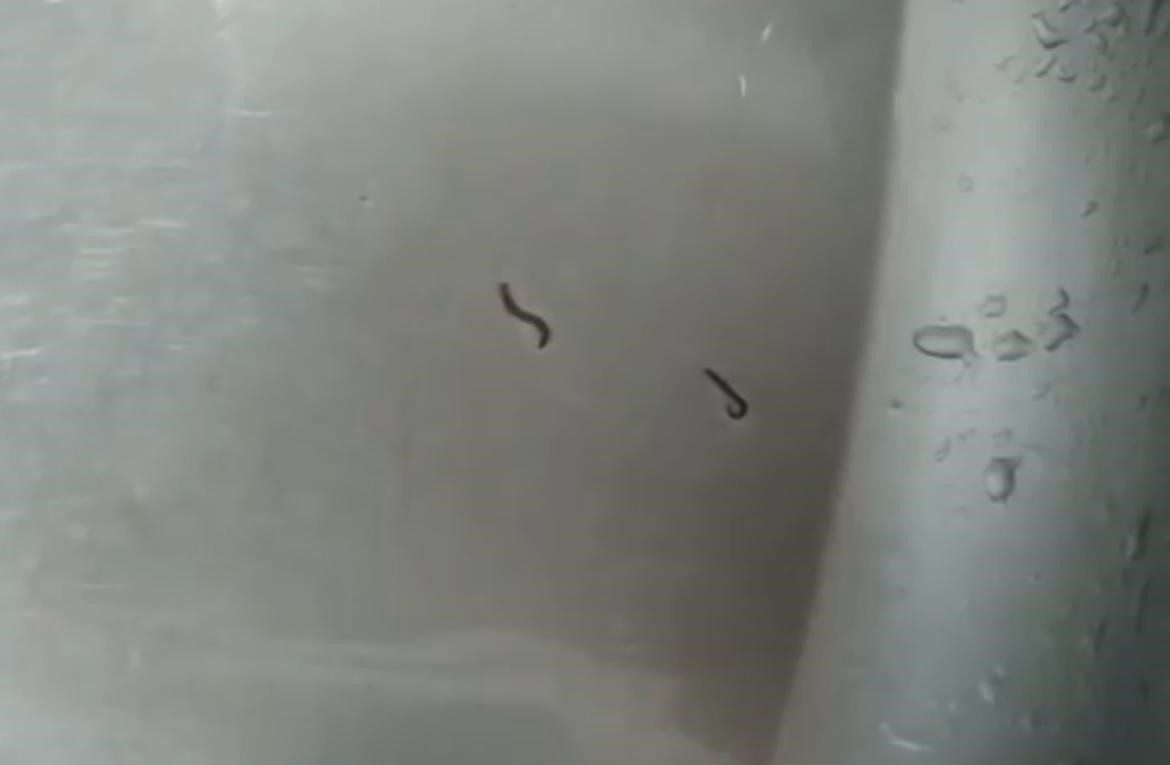 Tekirdağ’da içme suyu şebekesinden kurtlar çıktı