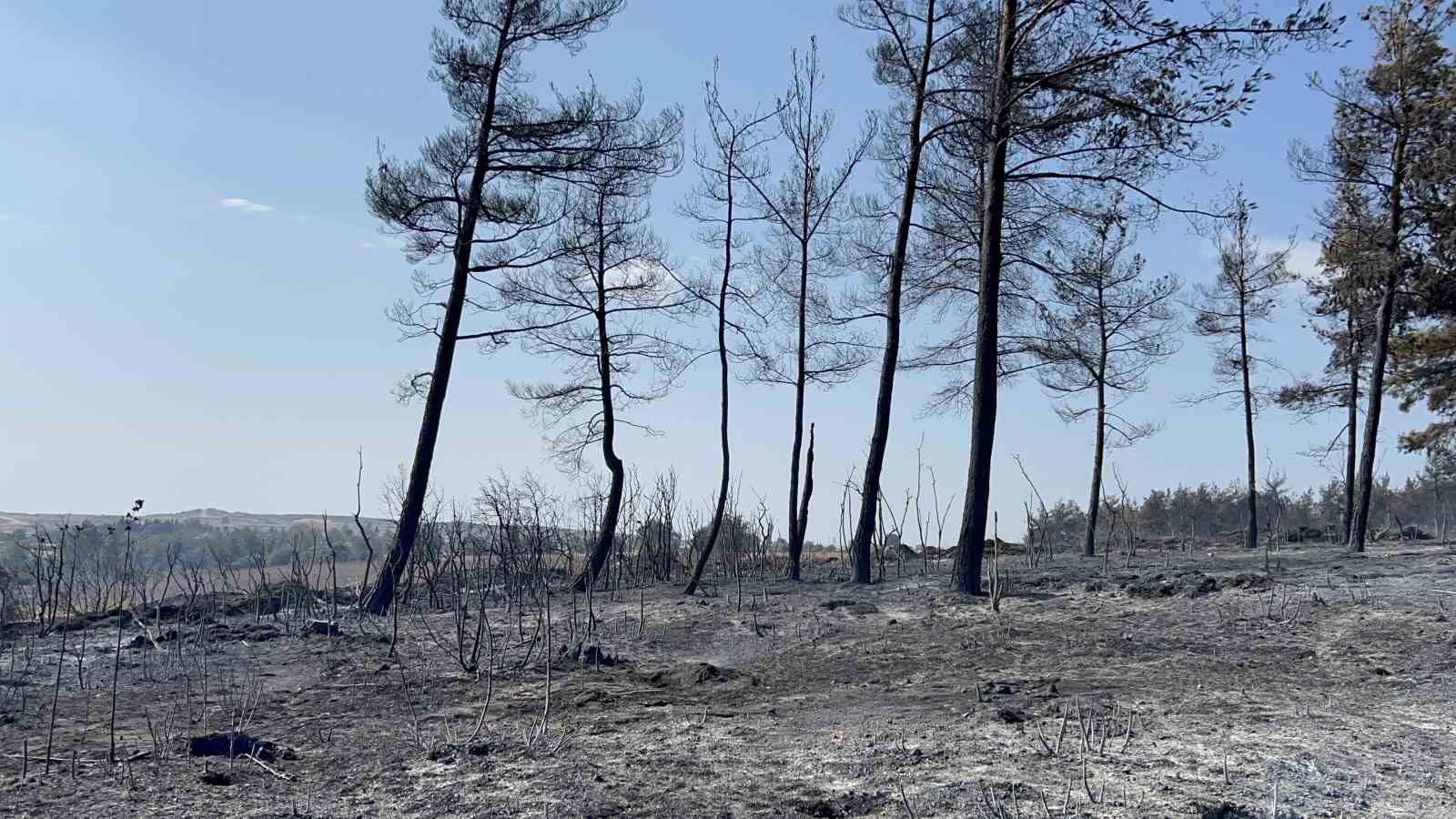 Gelibolu’da çıkan orman yangını tamamen kontrol altına alındı
