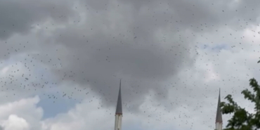 Güneye göç eden yüzlerce leylek İstanbul semalarında