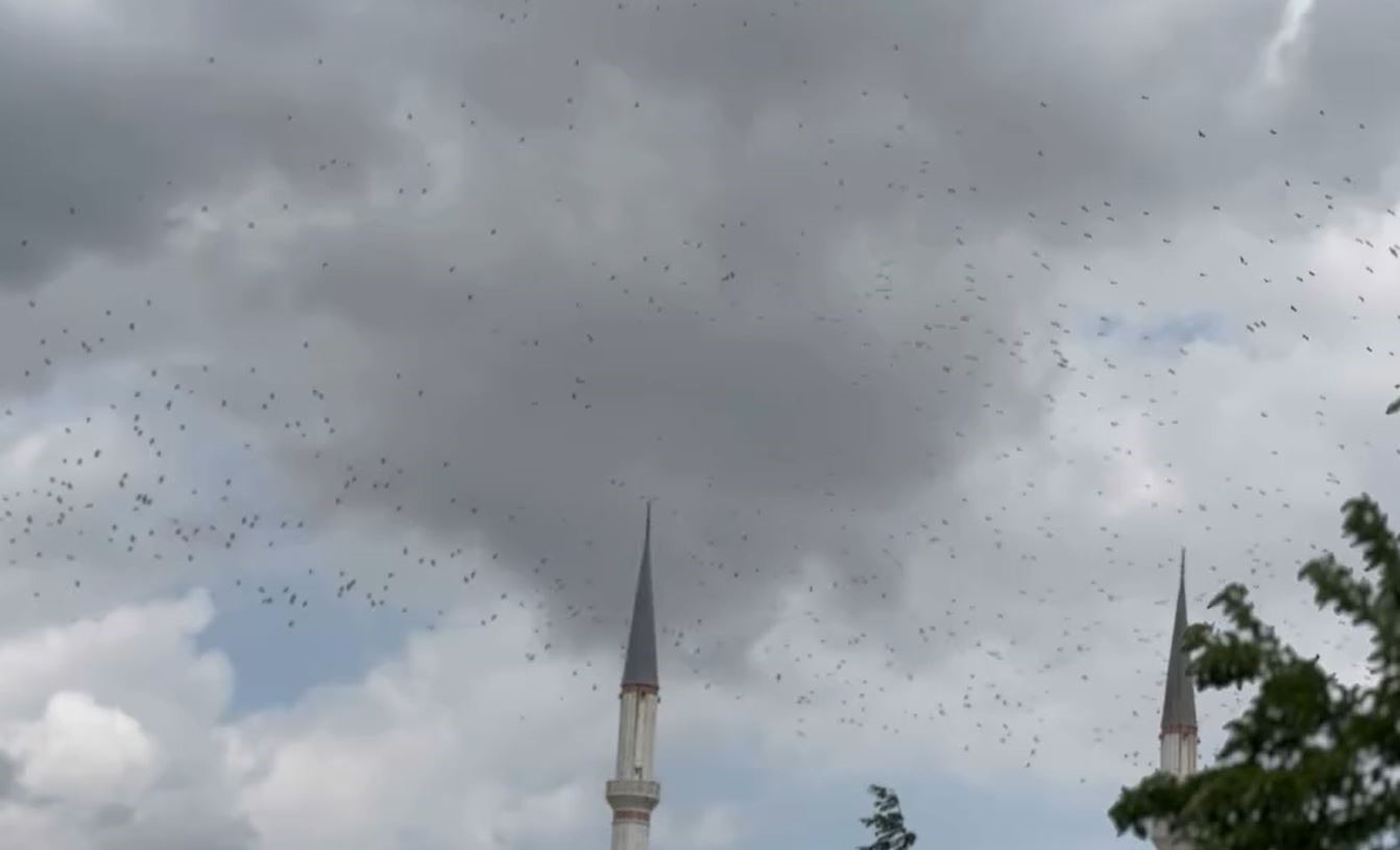 Güneye göç eden yüzlerce leylek İstanbul semalarında