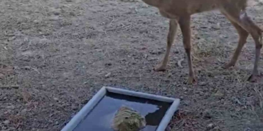 Çanakkale’deki yangında yaralanan karaca doğal alanına salındı