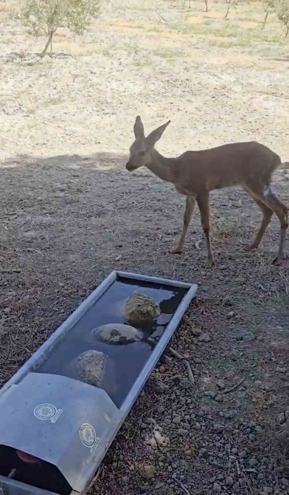 Çanakkale’deki yangında yaralanan karaca doğal alanına salındı