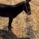 Çanakkale’de tarım arazisindeki yangında ağaca bağlı eşeği vatandaş kurtardı