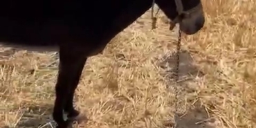 Çanakkale’de tarım arazisindeki yangında ağaca bağlı eşeği vatandaş kurtardı