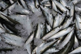 Sardalya yaşlanmayı geciktiriyor