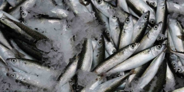 Sardalya yaşlanmayı geciktiriyor