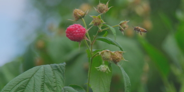 Ahududu, merkezi Bursa’da yok olmak üzere