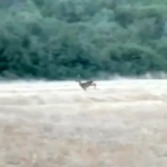 Çanakkale’de alevler arasından kaçan karaca cep telefonu kamerasına yansıdı